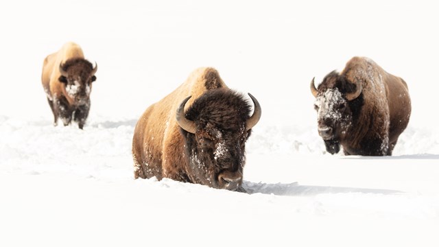 Three bison move through deep winter snows.