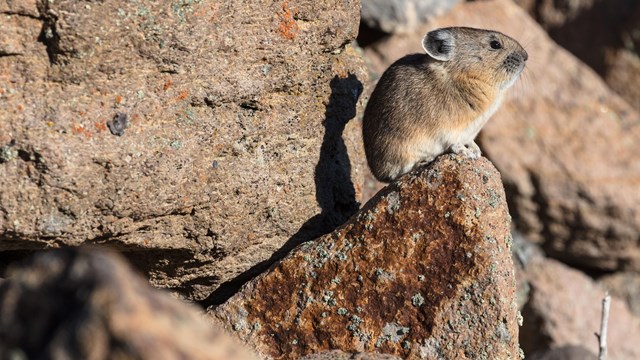 A Pika sits on a rocky ledge