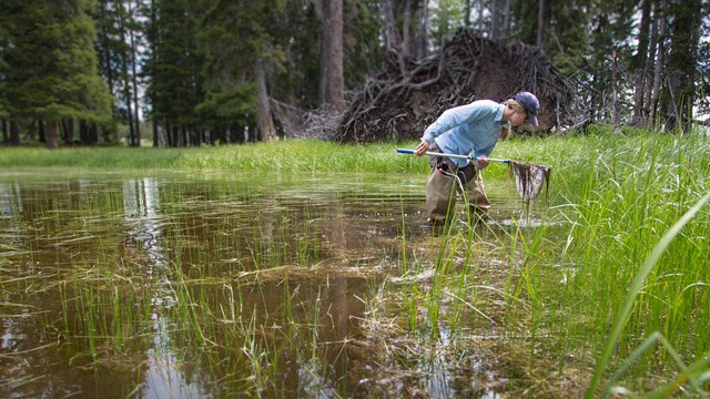 Researcher examines a net in a bog.