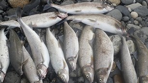 whitefish found dead along the banks of the Yellowstone River in 2016