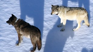Two collared wolves stand in a snow covered landscape on a bright winter day.