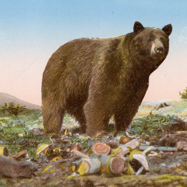 A Park Bear - Yellowstone Park (Postcard)