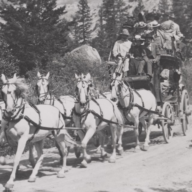 Black and white photograph of six white horses pulling a tally-ho coach full of tourists