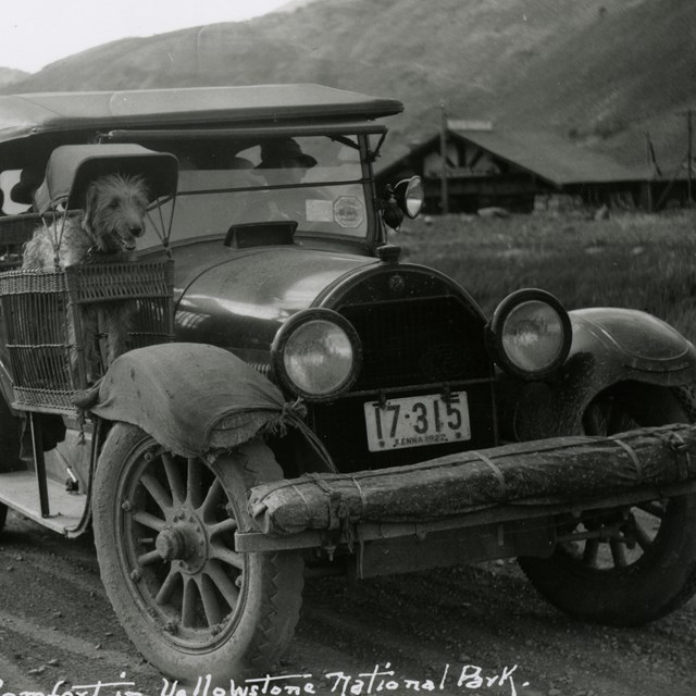 Modern Dog Comfort in Yellowstone National Park