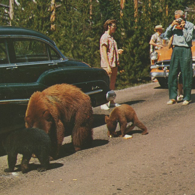 A mother bear and her cubs hold up traffic