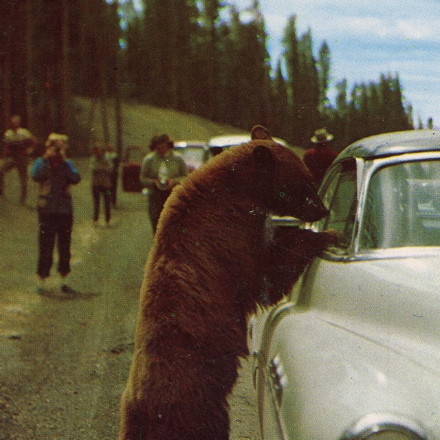 Hold-Up Bear at Yellowstone National Park Postcard