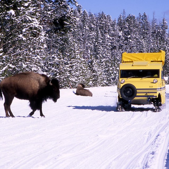 Snow Coach passing bison on south rim