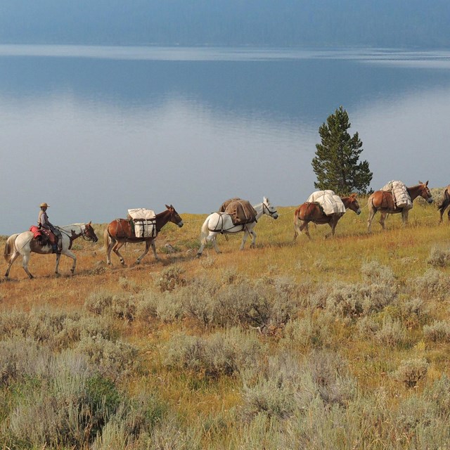 A pack string follows a trail along the east side of Yellowstone Lake