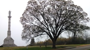 Elm tree in front of Victory Monument in winter.