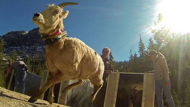 Sierra Nevada Bighorn Sheep getting released in Yosemite. 
