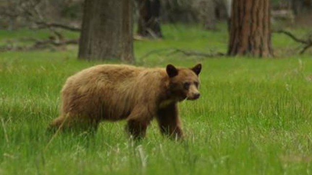 Black bear in Yosemite meadow