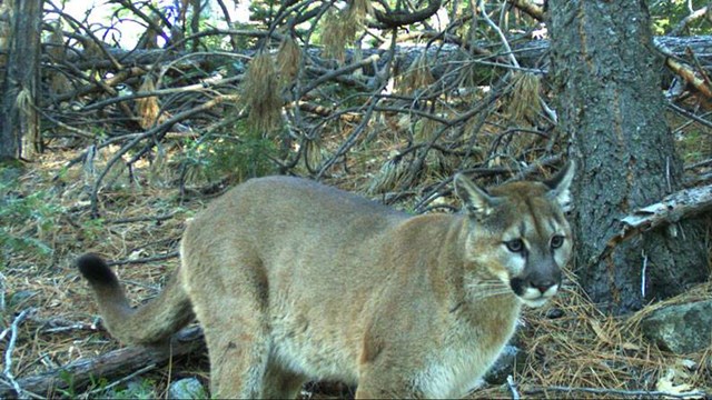 Mountain caught on wildlife camera during the day