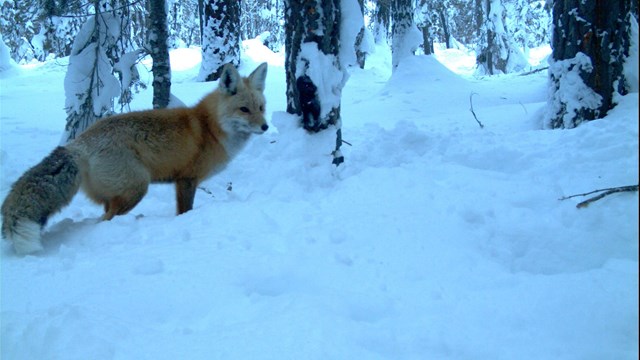 Sierra Nevada red fox in snow caught on a wildlife camera.