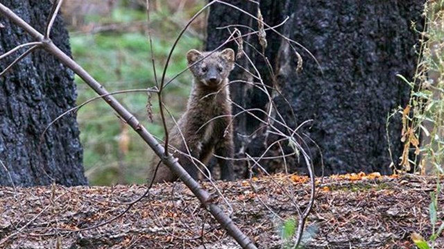 Pacific fisher after being released in Yosemite peering over a log.