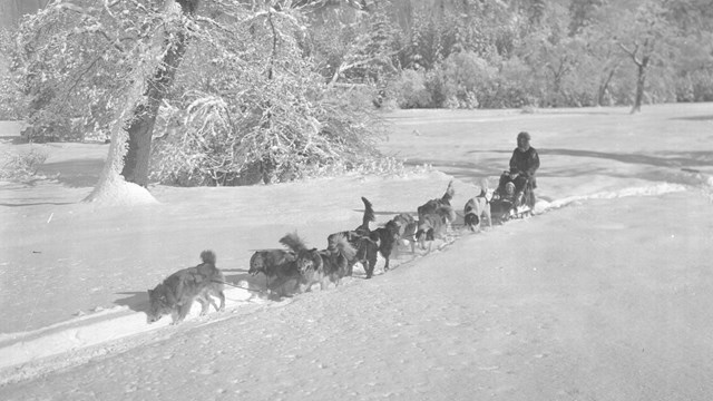 Black and white photo of dog sled