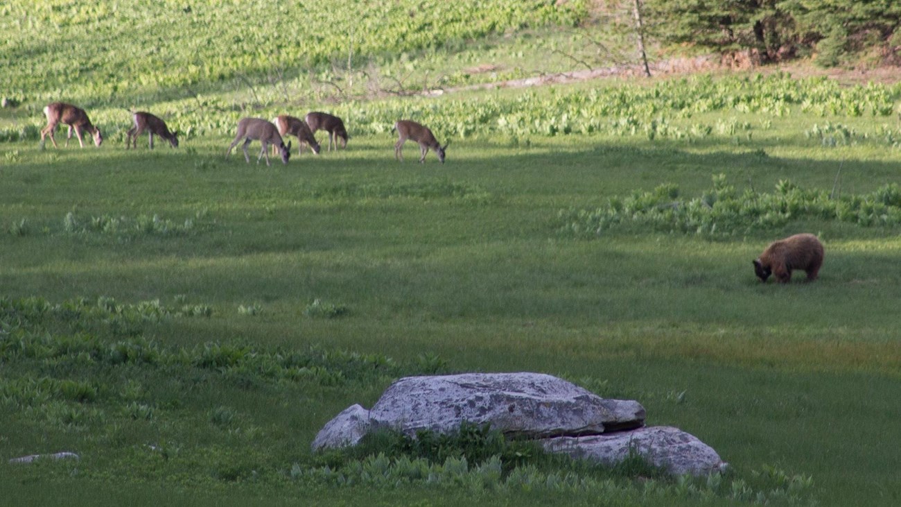 Mule deer and a black bear sharing a meadow