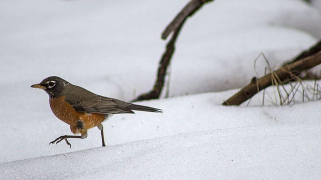 American Robin walking on snow