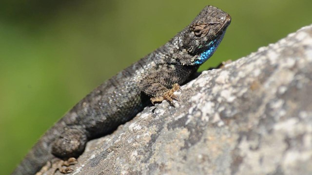 Male Sierra Fence Lizared