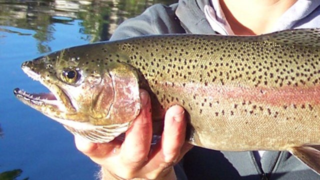 Rainbow trout at a restoration site