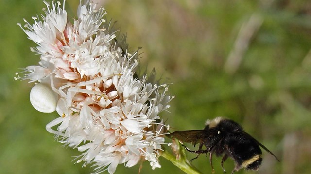 Goldenrod, a crab spider, and a bumblebee