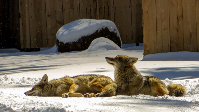 Two coyotes basking in the sun at Housekeeping Camp in winter 2018