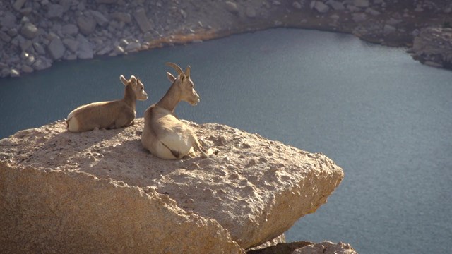 Image from a park video showing two bighorn sheep on a rock ledge