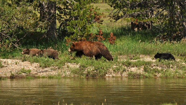 A mother bear and three cubs walk along the edge of a river.