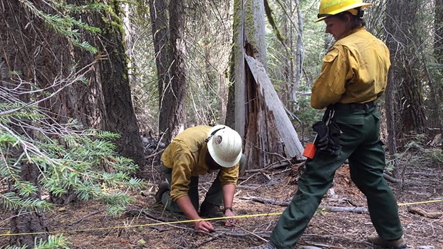 Fire Ecology and Monitoring