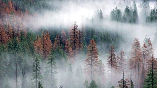 Brown dead trees in a cloudy green forest, seen from the air.