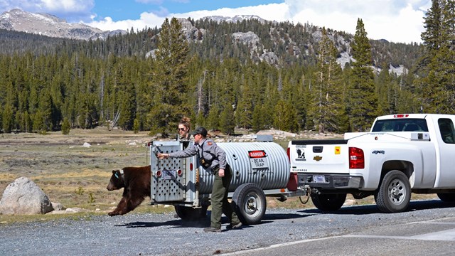 Wildlife management team releases a bear.
