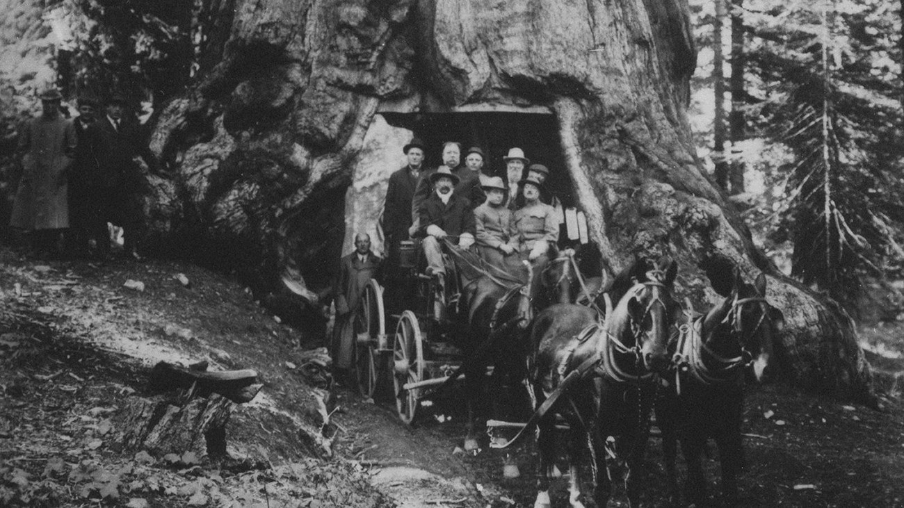 Horse-drawn stage traveling through Wawona Tunnel Tree