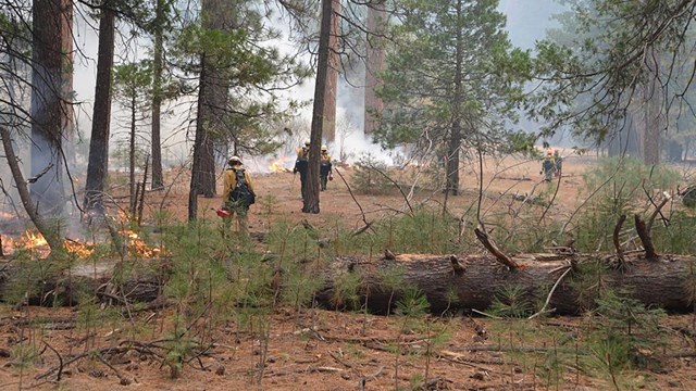 Firefighters igniting a prescribed fire in Yosemite Valley with drop torches