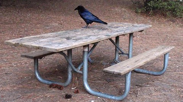Picnic table with Raven on it. 