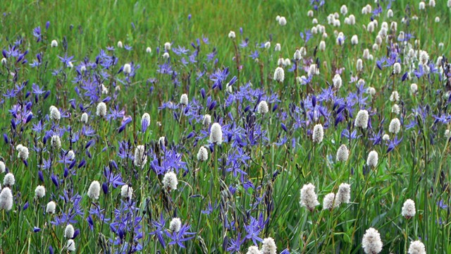 Wildflowers in the Crane Flat area