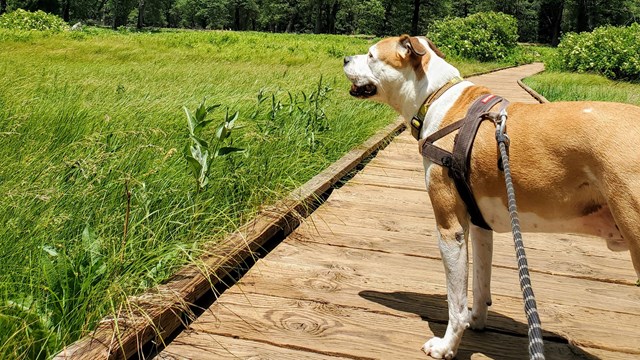 A dog on a leash on a wooden boardwalk in a meadow in Yosemite Valley.