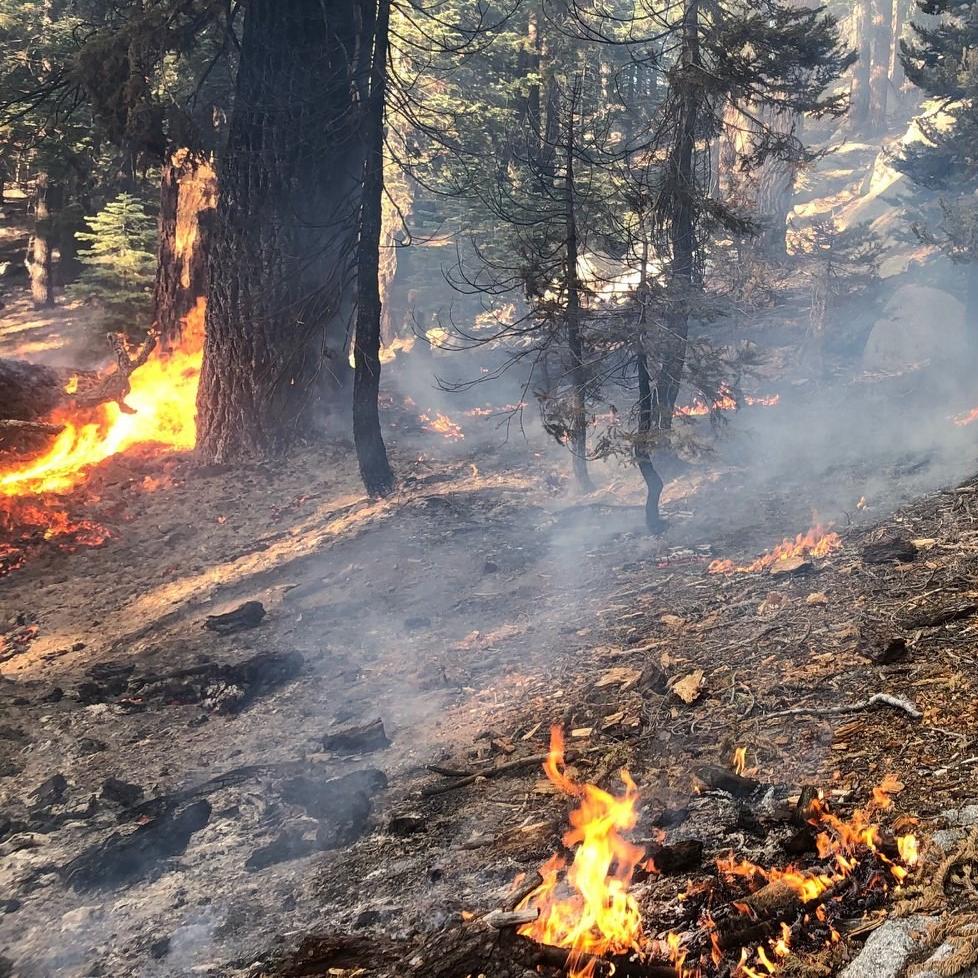 Low intensity fire burning in forest