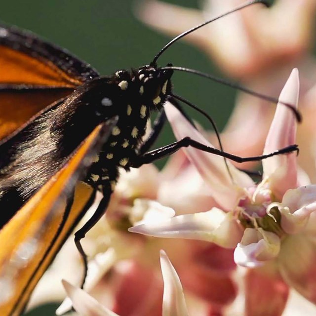 monarch butterfly hovers over showy milkweed flower