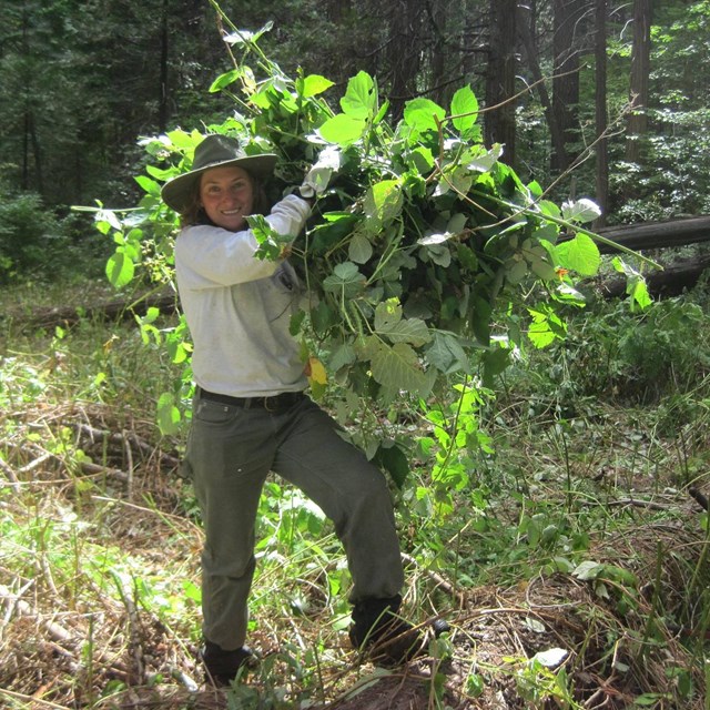 employee holding large armful of Himalayan blackberry after removal