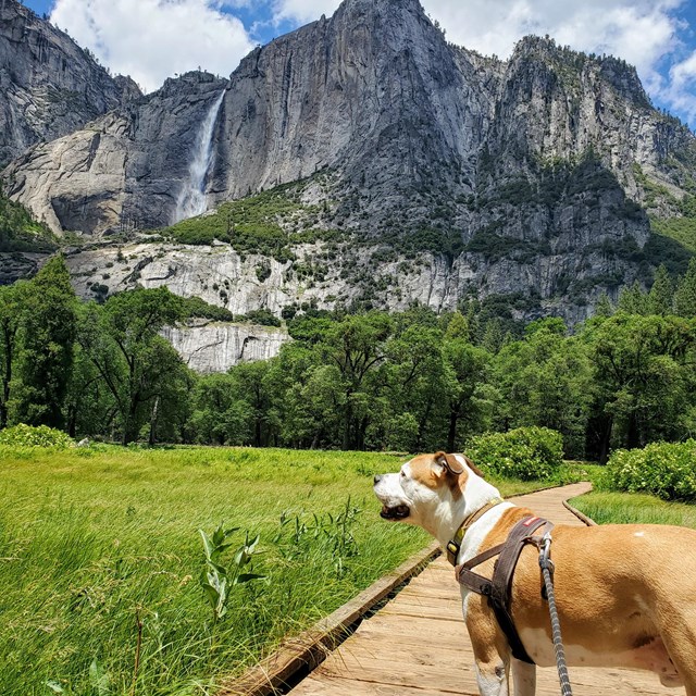 A dog on a leash on a boardwalk with Yosemite Falls in background