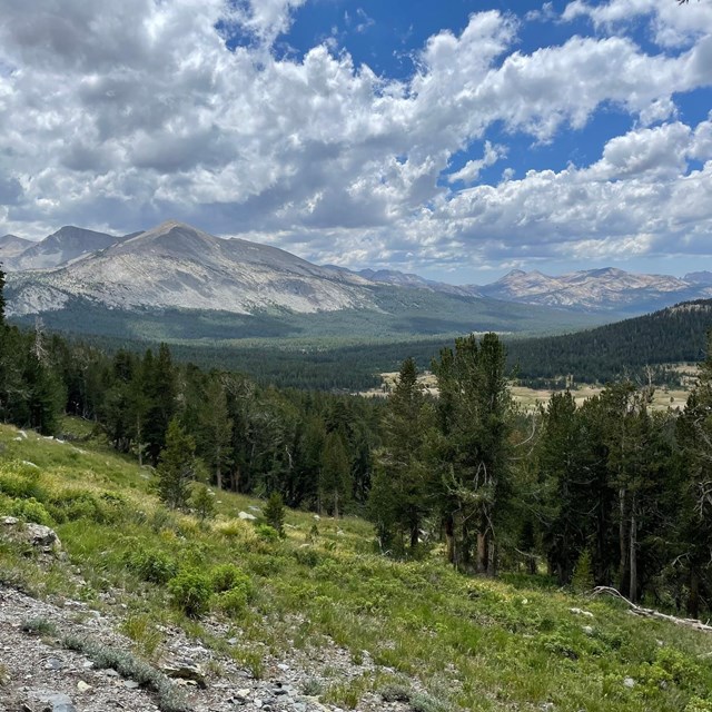 scenic view of Tuolumne Meadows with a cloudy and blue sky