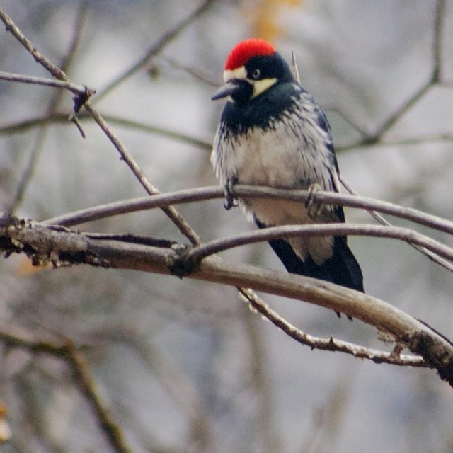 an acorn woodpecker perchs on a branch