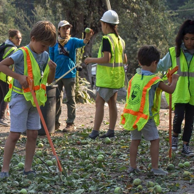 kids and adults in safety vest help on apple picking day