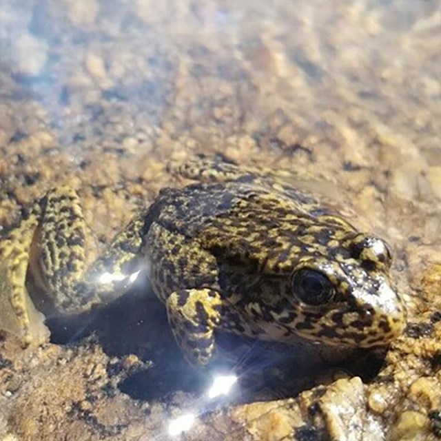 a Sierra Nevada yellow-legged frog pops its head above shallow water