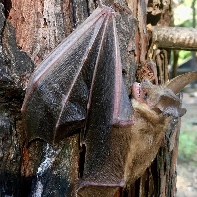 a Pallid bat clings to a tree in Yosemite
