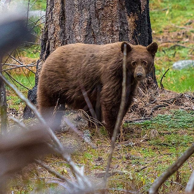 Bear with two cubs eating human food on a picnic table