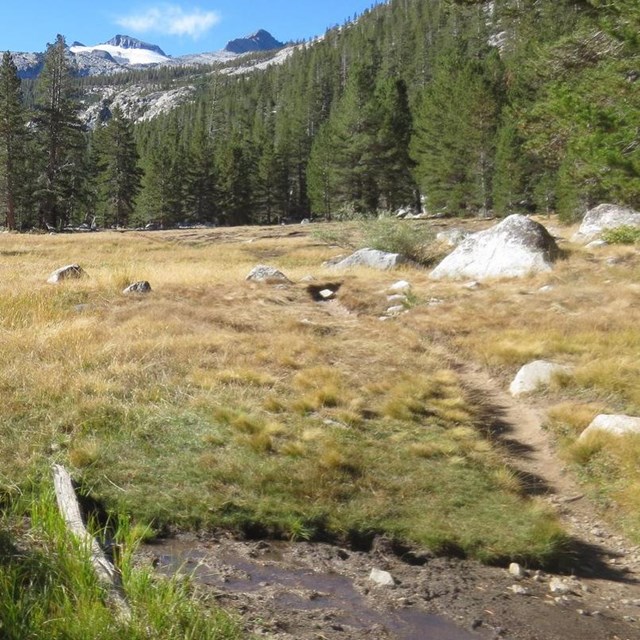 Section of PCT in meadow in Lyell Canyon