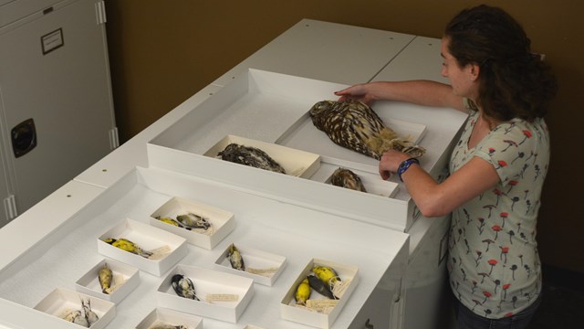 person working with natural history collection