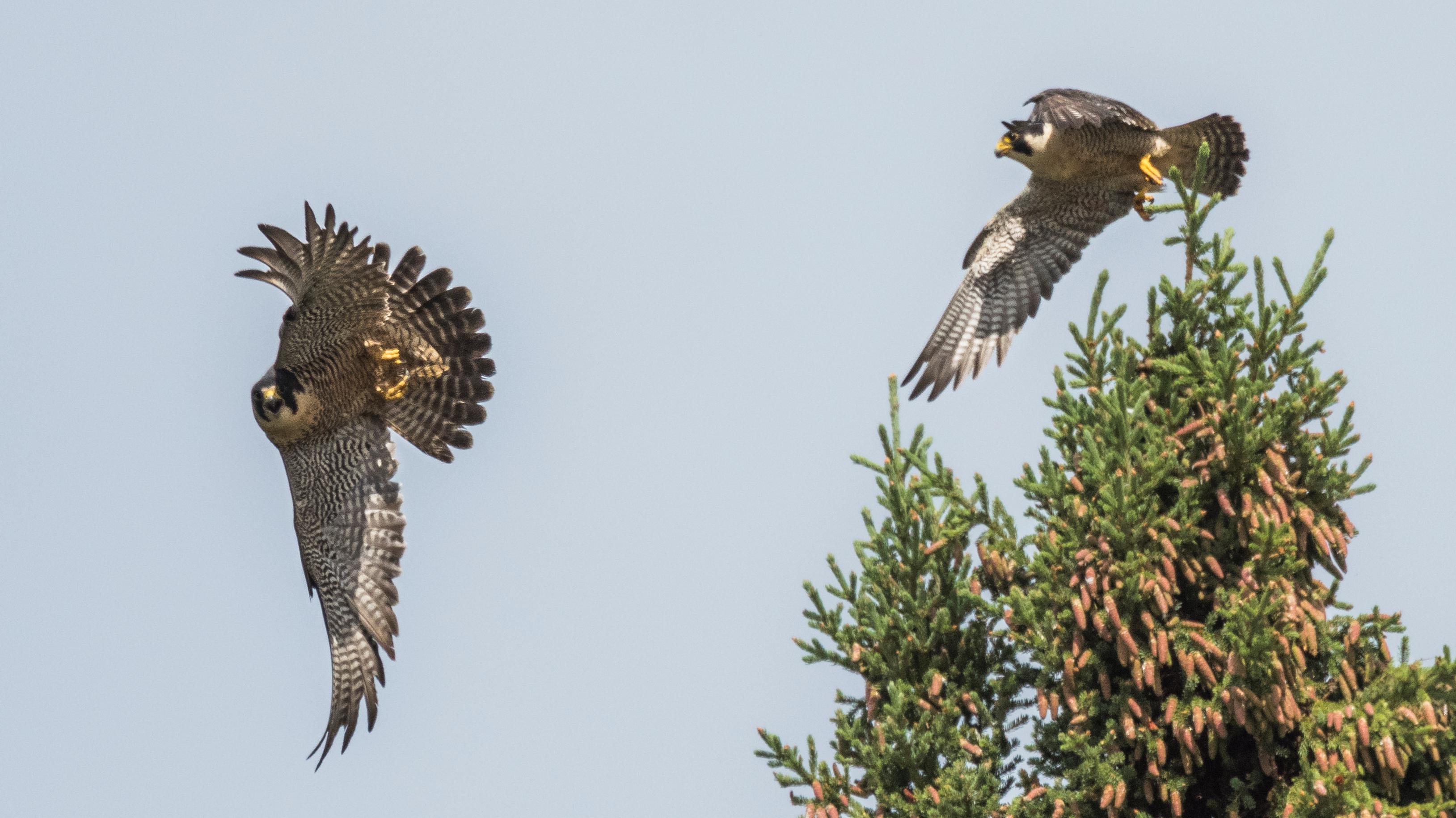 Two peregrine falcons fly from a spruce tree