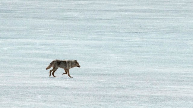 A wolf walking across a frozen lake
