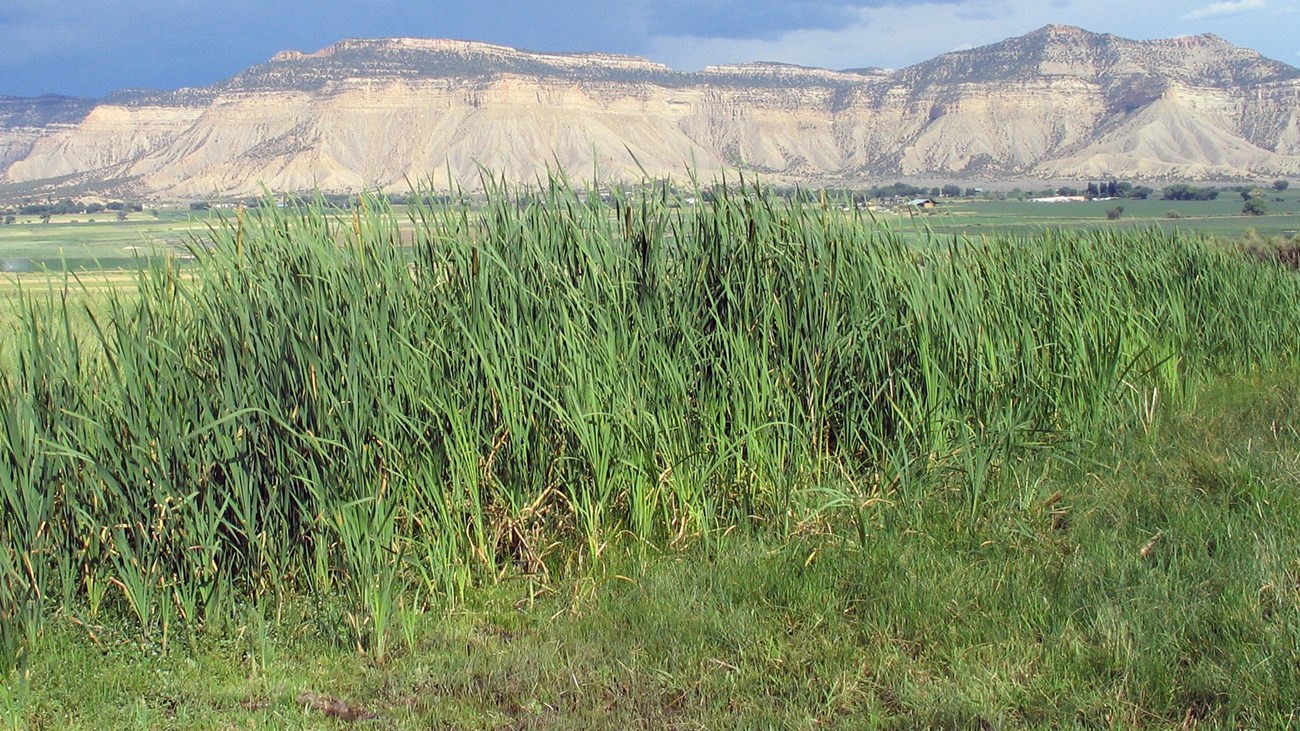 Lush grasses grow near a spring in front of Mesa Verde's escarpment and looming storm clouds